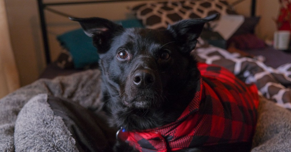 A black dog wearing a red and black plaid coat sitting on a bed